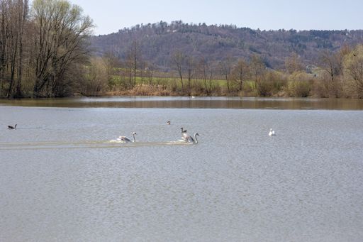 A group of birds swimming in a lake