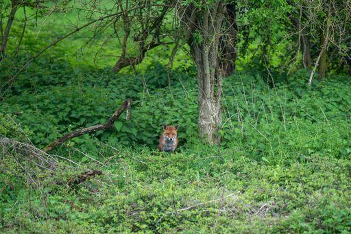 An orange fox on lush green grass in a tranquil forest setting