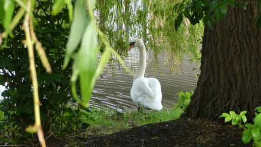 A beautiful view of a swan standing on grass near trees and bank of the river at the park