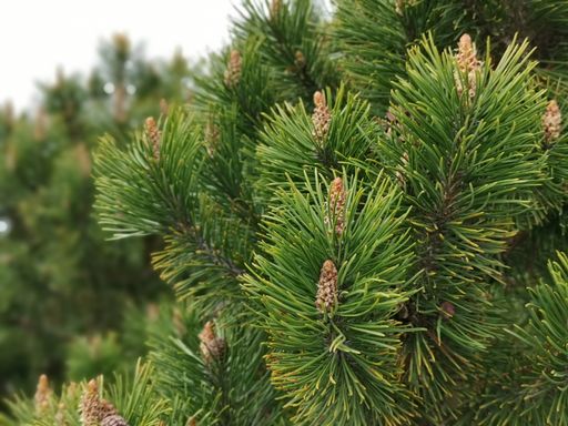 A closeup shot of a green pine tree with wooden cones on the branches