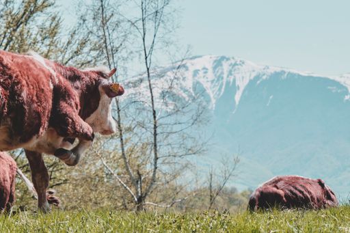 A herd of brown cattle grazing in a field surrounded by mountains in the countryside