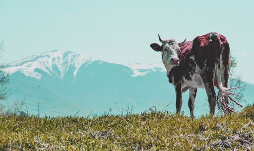 A brown cattle with horns on a field surrounded by snowy mountains under the sunl