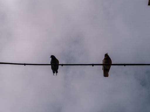 A low angle shot of two birds perched on a wire outdoors under the cloudy sky
