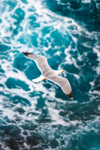 A beautiful seagull flying over the Mediterranean sea