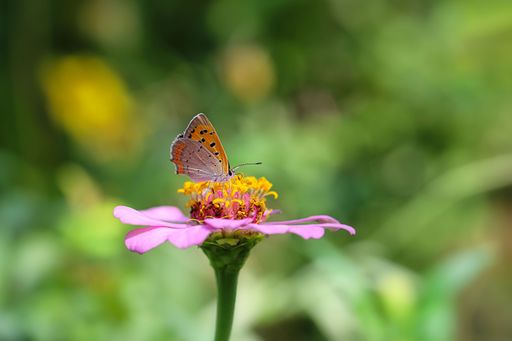 A vibrant butterfly perched atop a vivid flower, wings spread as it partakes in its nectar
