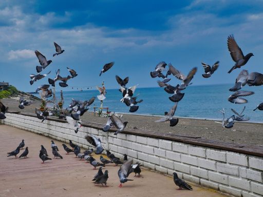 A flock of rock doves near the sea in summer