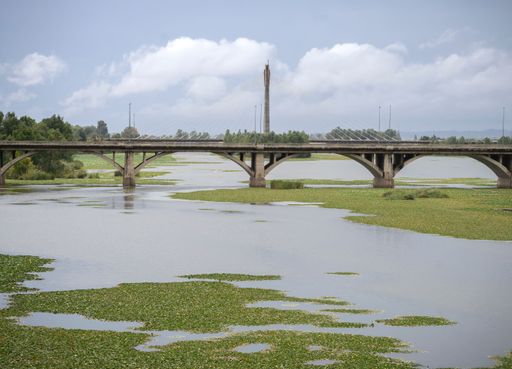 Royal bridge in the town of Badajoz with the Guadiana river in the foreground full of aquatic plants, Camalotes. Badajoz. Extremadura.