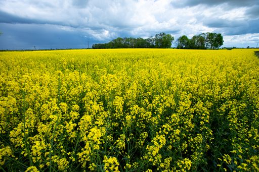 A wide shot of a big rape field in the countryside at the village