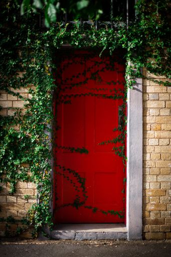 A vertical shot of a red wooden door with crawling plant growing on the brick wals
