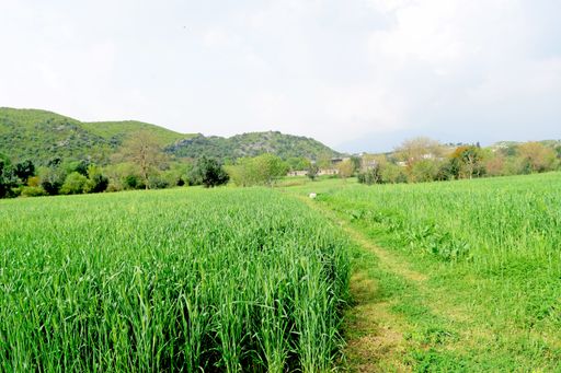 A closeup shot of a landscape with fresh green grass and mountains in the background
