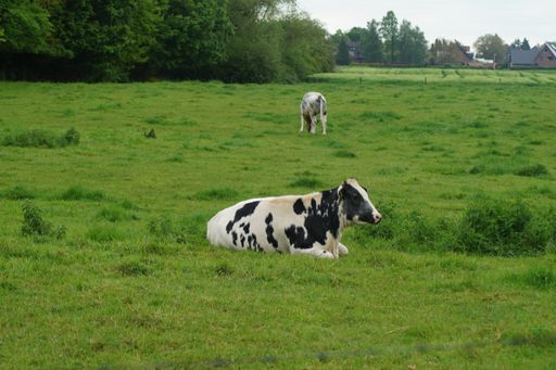 A cow with black and white spots lying on a green meadow