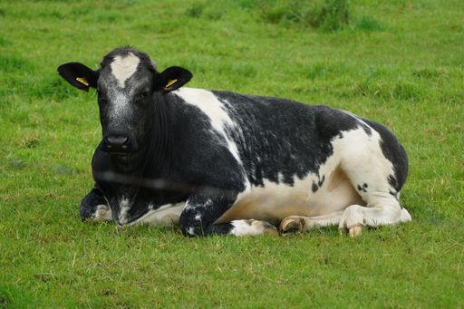 A close-up shot of a cow with black and white spots lying on a green meadow