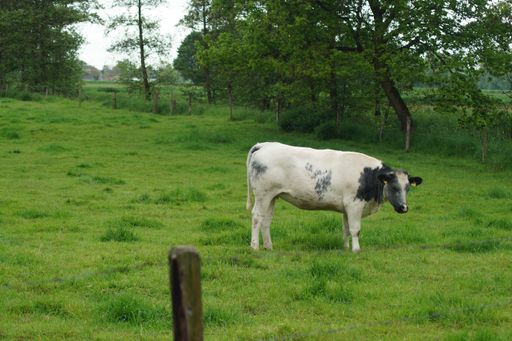 A white cow standing on a green pasture