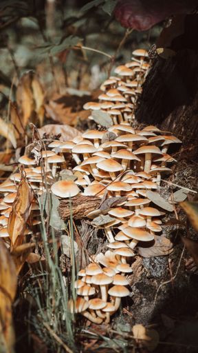 A close-up of a collection of wild mushrooms growing on a log in a natural outdoor setting