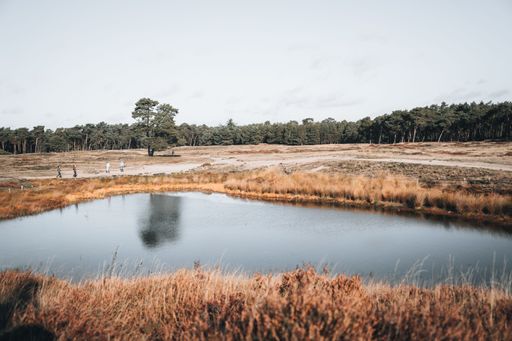 A scenic view of a tranquil pond surrounded by lush, brown grass and tall evergreen pine trees
