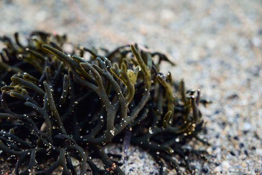 A close-up shot of algae on the sandy seabed