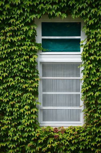 A vertical shot of a window surrounded by green ivy