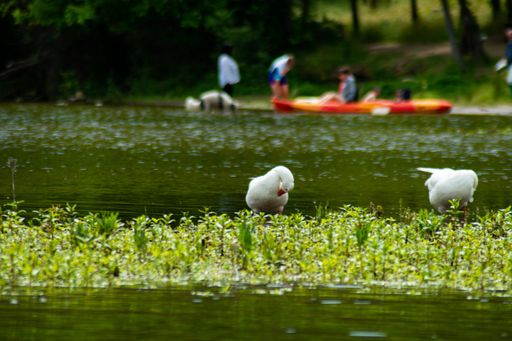 A closeup view of two swans near the grass in the water in the park