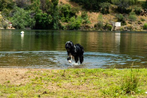 A cute white and black dog in the water in the park on a sunny day