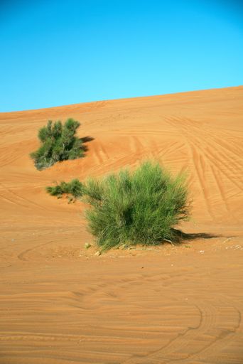Sharjah, United Arab Emirates  April 9, 2021, early morning off-roading and dune bashing around Al Madam desert with UAE Off roaders, one of best
