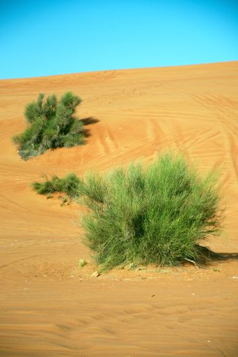 Sharjah, United Arab Emirates – April 9, 2021, early morning off-roading and dune bashing around Al Madam desert with UAE Off roaders, one of best