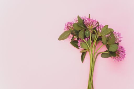 A top view of a bouquet of red clovers isolated on a pink background with space for text
