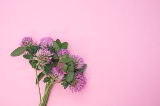 A top view of a bouquet of red clovers isolated on a pink background with space for text