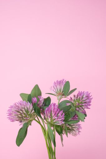 A vertical shot of a bouquet of red clovers isolated on a pink background with space for text