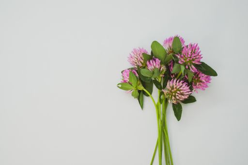 A top view of a bouquet of red clovers isolated on a gray background with space for text