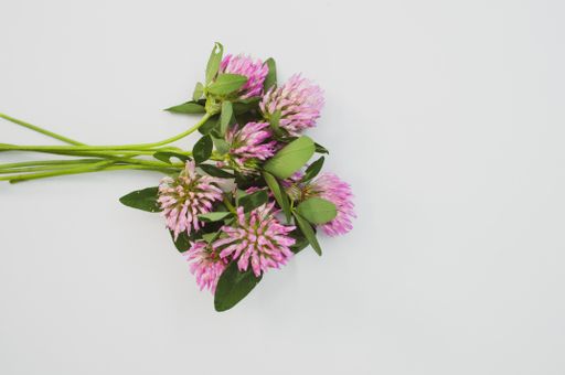 A top view of a bouquet of red clovers isolated on a gray background with space for text
