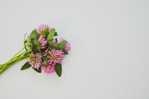 A top view of a bouquet of red clovers isolated on a gray background with space for text