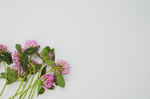 A top view of red clovers isolated on a gray background with space for text