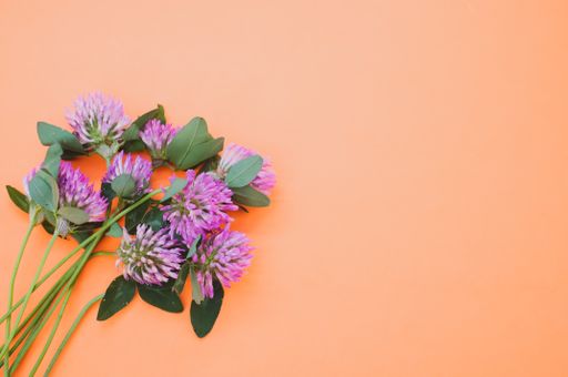 A top view of a bouquet of red clovers isolated on an orange background with space for text