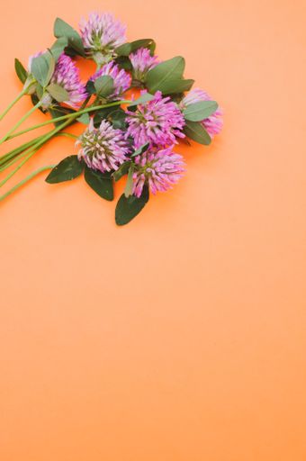A vertical shot of a bouquet of red clovers isolated on an orange background with space for text