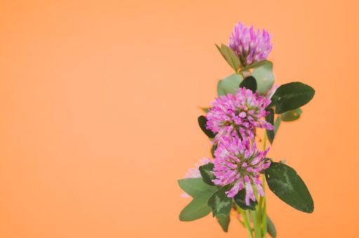 A closeup of a bouquet of red clovers isolated on an orange background with space for text