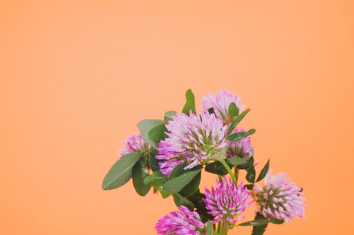 A closeup of a bouquet of red clovers isolated on an orange background with space for text
