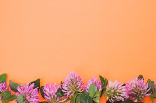 A top view of a bouquet of red clovers isolated on an orange background with space for text