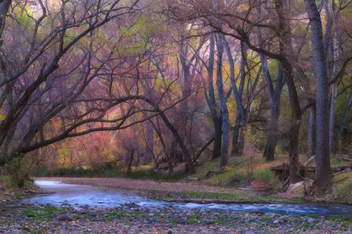 An idyllic landscape with trees adorned with vibrant autumn foliage in Aravaipa Canyon