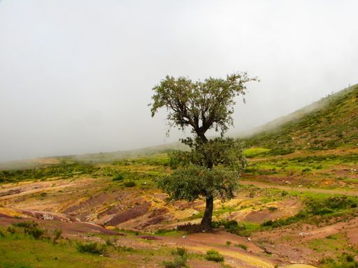 A beautiful scenery of a lone tree in the middle of an empty field under a grey cloudy sky