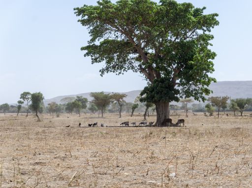 Livestock seeking the shade of a large tree on a hot afternoon in the Ethiopian countryside