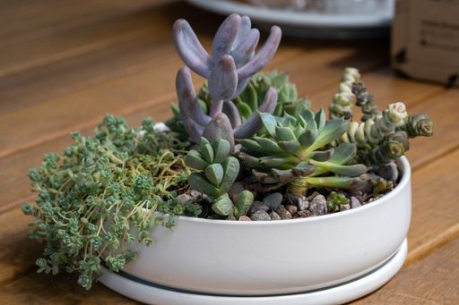 A selective focus shot of a ceramic pot full of succulent plants