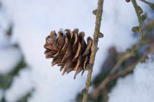A close-up of a snow-covered tree branch with a pine cone on it