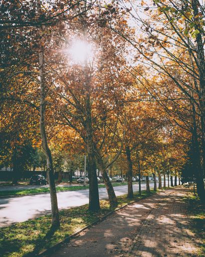 A vertical shot of a street with fall trees during a sunny day