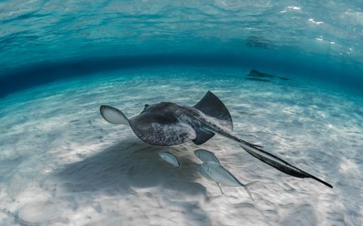 A closeup shot of stingray fish swimming underwater with some fish swimming under it