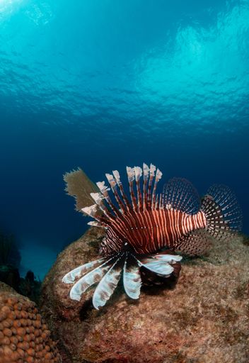 A vertical closeup shot of a stripped exotic tropical fish swimming deep underwater