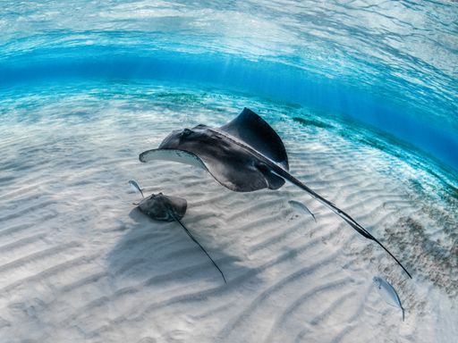 A closeup of a stingray with its baby swimming underwater with other fish