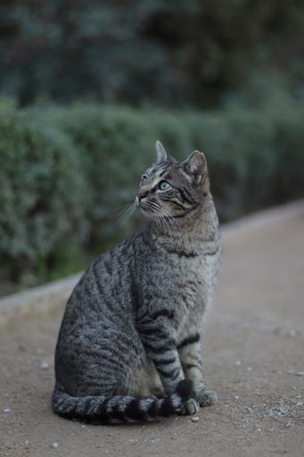 A vertical shot of a cat sitting on the ground behind green bushes