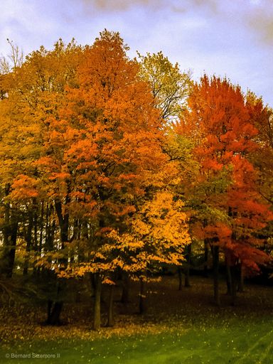 A vertical shot of several trees with yellow and red dry leaves during autumn