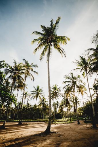 A vertical shot of palm trees on a sunny day