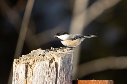 A beautiful Carolina chickadee resting on a wooden log with a blurred background